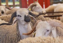 عيد الأضحى: آفاق إيجابية لأسعار الماشية