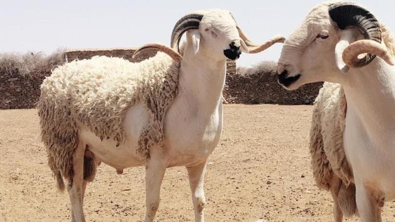 متى سيكون عيد الأضحى 2022 في المغرب / تاريخ عيد الأضحى 2022 بالمغرب