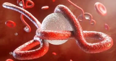 أوغندا تستعد للإعلان عن نهاية تفشي فيروس إيبولا