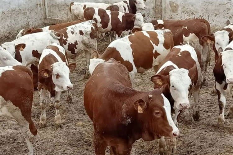 طنجة المتوسط: استيراد العجول الموجهة للذبح يمر في ظروف جيدة