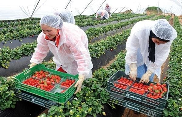إسبانيا … وصول أزيد من 3700 عاملة مغربية لمدريد جني الفواكه الحمراء‎‎