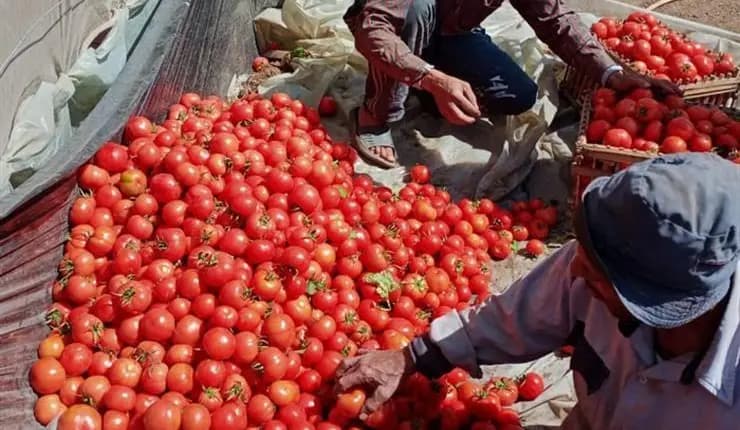 بايتاس: “أسعار الطماطم وصلت لمستويات معاجبناش ولا تتوافق مع الأجور”
