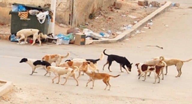 طفلة تتعرض لهجوم شرس من كلاب ضالة في إقليم ورزازات