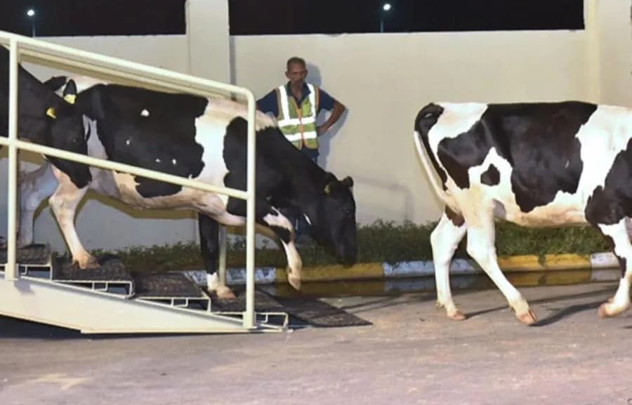 « رابطة تطالب بالتحقيق في « أبقار البرازيل