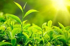 النباتات تنمو وتستمتع بسماع الموسيقى