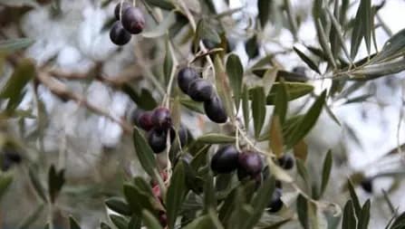 برنامج المثمر: تحسين عائدات زراعة الزيتون وربحية الفلاحين في المغرب.
