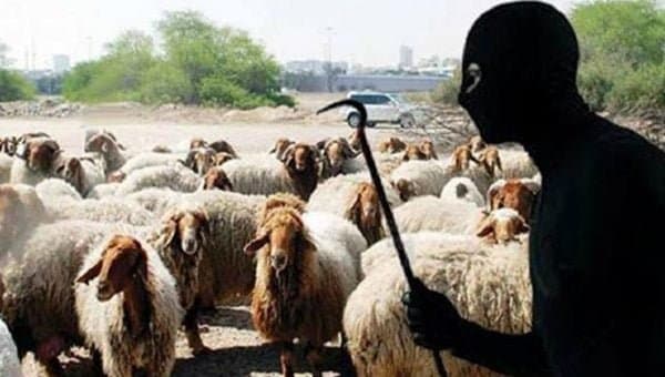 ظاهرة سرقة المواشي تتصاعد في المغرب مع اقتراب عيد الأضحى