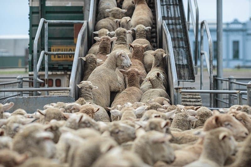 المقاولات الصغيرة تراسل وزير الفلاحة بخصوص استبعادها من استيراد الأغنام