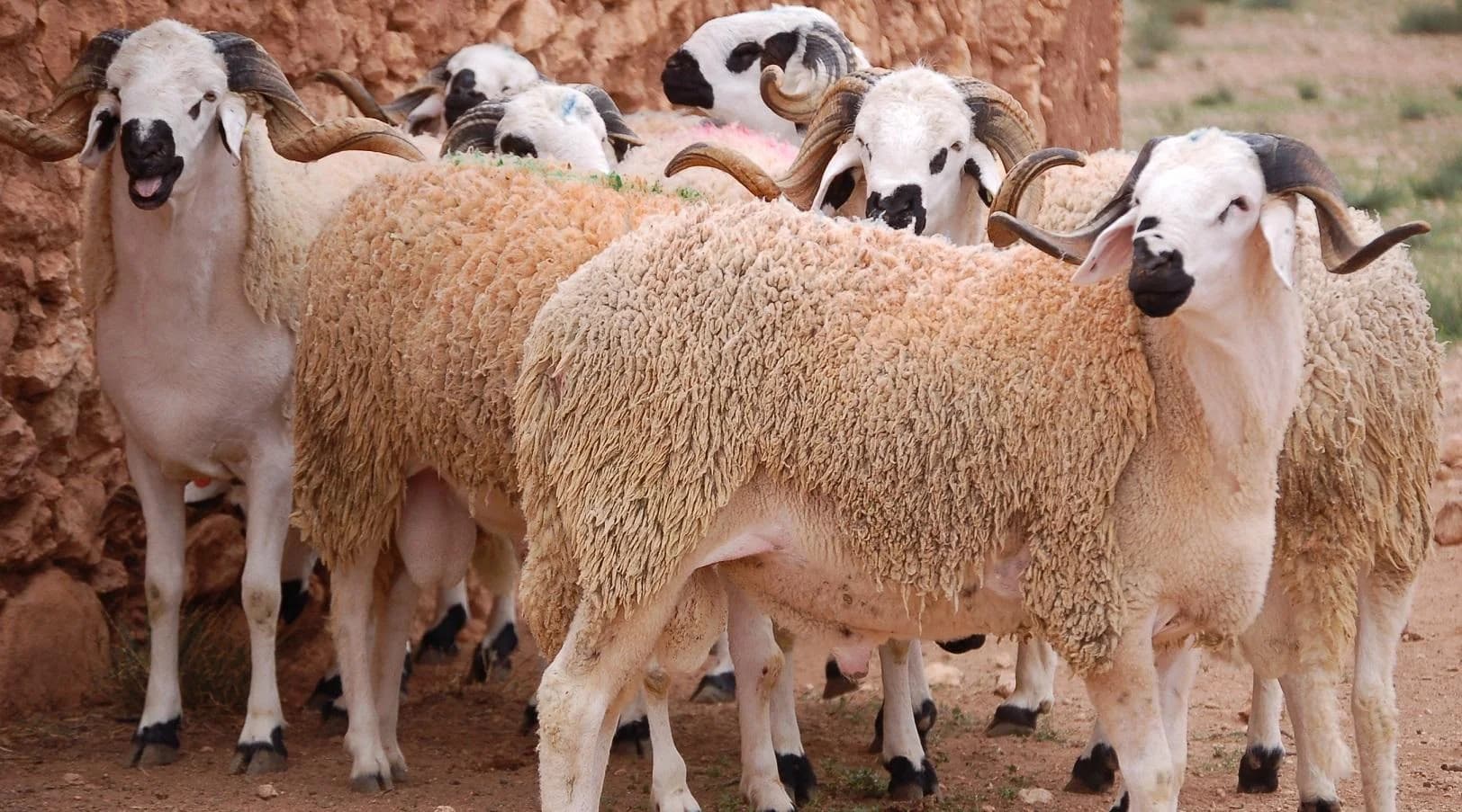 عيد الأضحى : قطاع تربية المواشي يحافظ على استقراره (وزارة الفلاحة)
