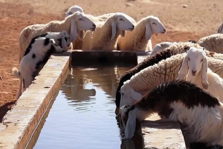 الجزائر.. ارتفاع أسعار الأغنام يثير المخاوف قبيل عيد الأضحى