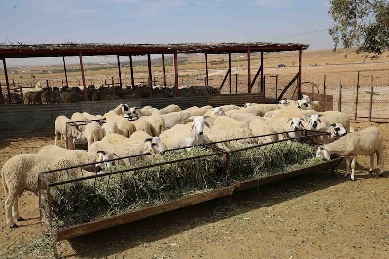 "حماة المستهلك" يحذرون من عمليات التخزين غير المشروع للأغنام المستوردة