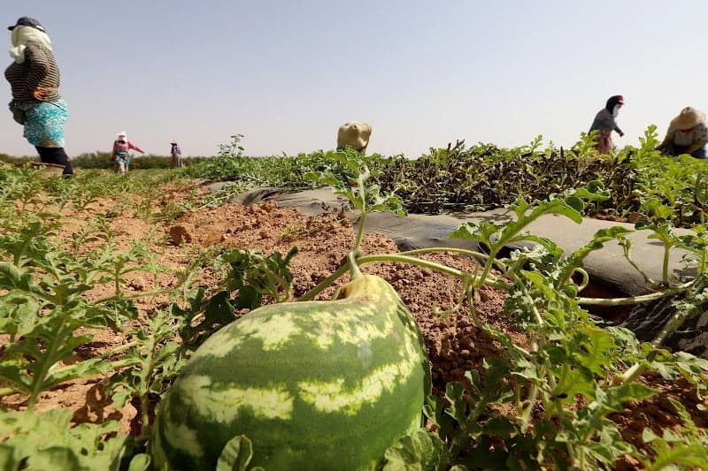 زراعة "الدلاح" تطلق تحذيرات من المساس بالأمن المائي في إقليم زاكورة