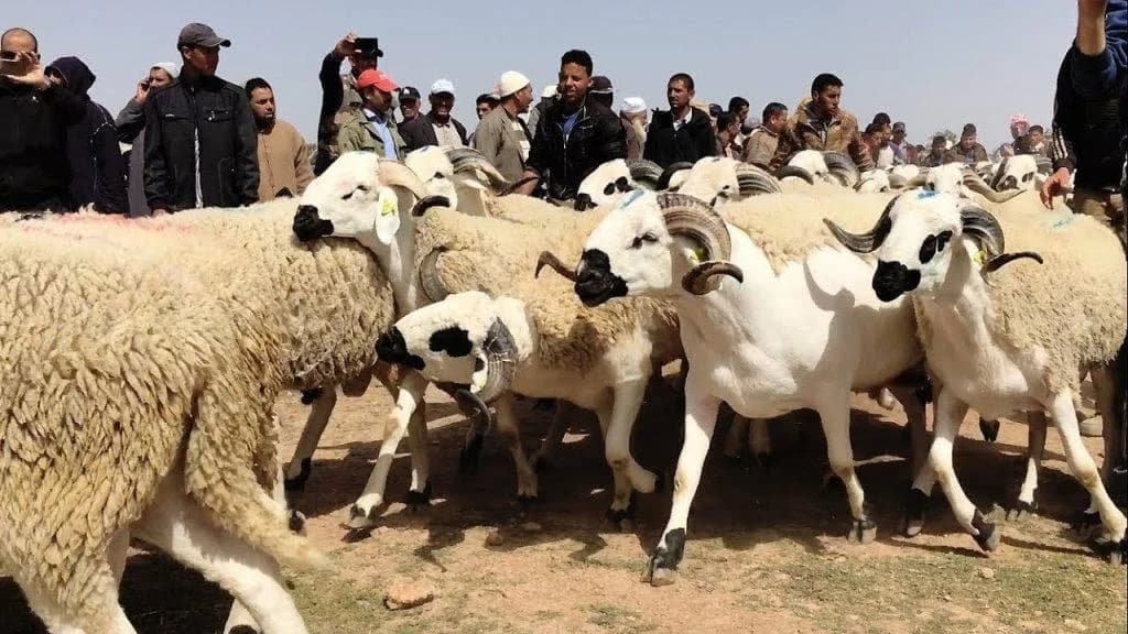 أضحية عيد الأضحى تمثل 41 % من الاستهلاك السنوي للأسر