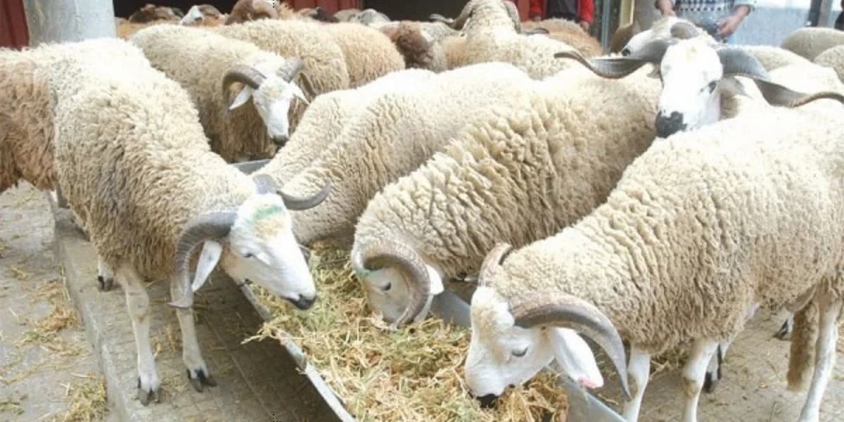 وزارة الأوقاف والشؤون الإسلامية تعلن أن عيد الأضحى يوم الإثنين 17 يونيو 2024