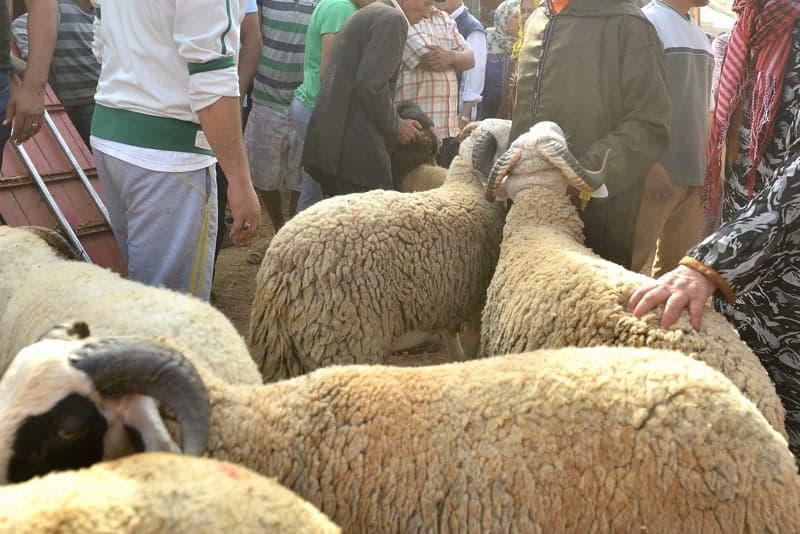 "الشناقة" يلهبون أسعار الأضاحي في الأسواق المغربية رغم "وفرة العرض"