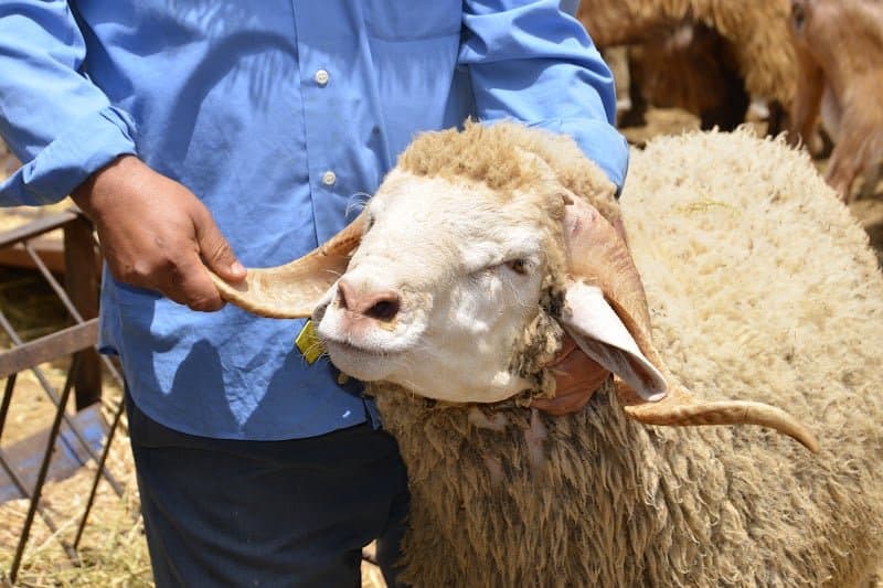 خريبكة تفضل لحم « الخروف الأصفر »