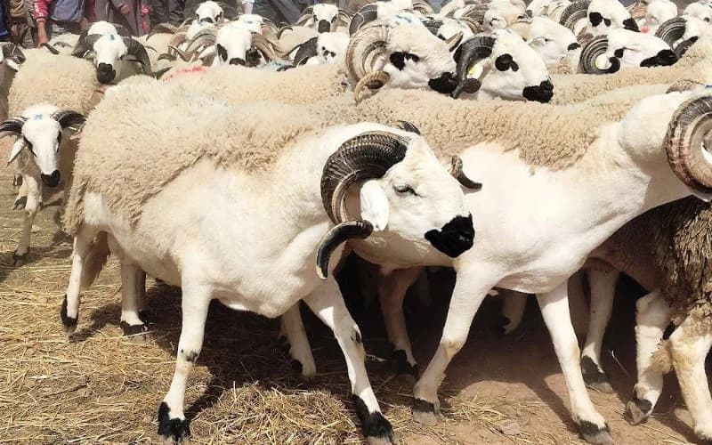 السعودية تعلن أن أول أيام عيد الأضحى المبارك يوم الأحد 16 يونيو