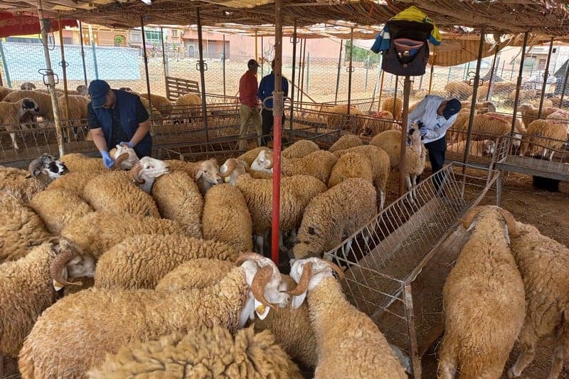 الاستيراد يوصل عرض عيد الأضحى إلى 416 ألف رأس في جهة الشرق