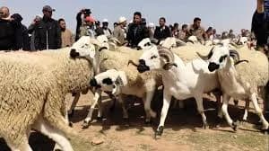 سلالة الأغنام "تمحضيت" : مربو الماشية بالأطلس المتوسط يحافظون على تقاليد العناية بالسلالة