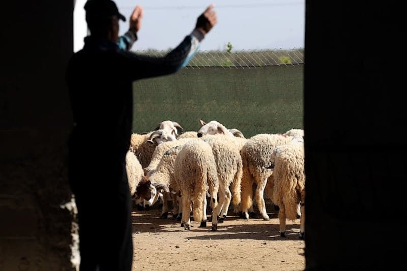 رقعة الابتعاد عن طقوس عيد الأضحى تتسع وسط الطبقة المتوسطة بالمغرب