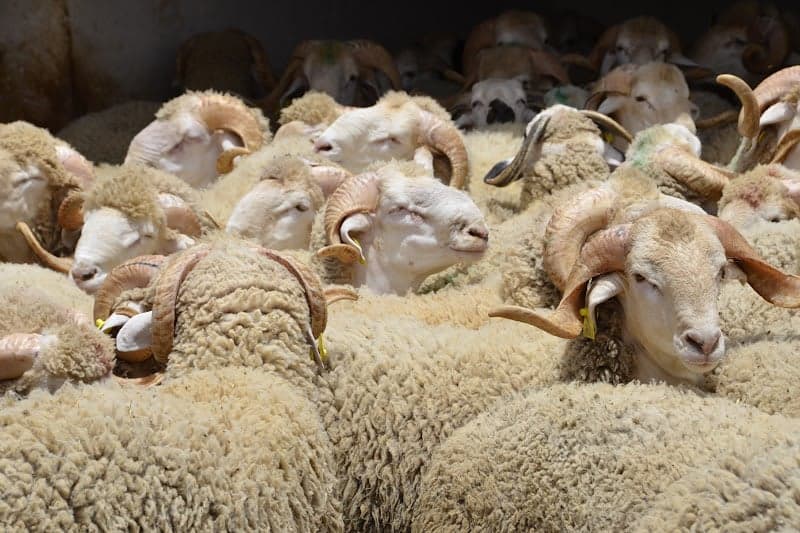 الحكومة: عرض الأضاحي يفوق الطلب