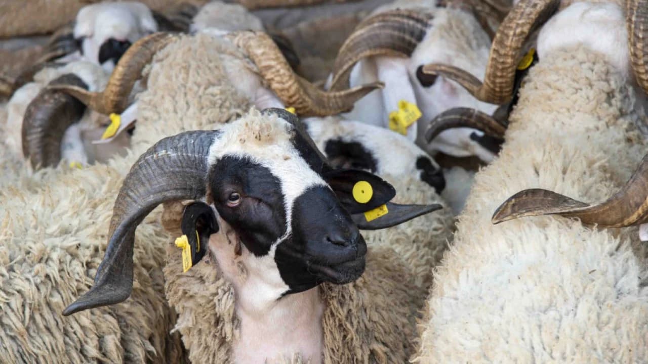 عيد الأضحى : ترقيم 5,8 مليون رأس من الأغنام و الماعز