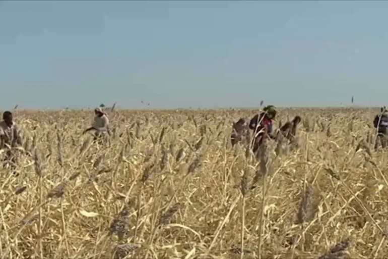 هل يجنّب الموسم الزراعي الجديد السودان الجوع والعجز الاقتصادي؟