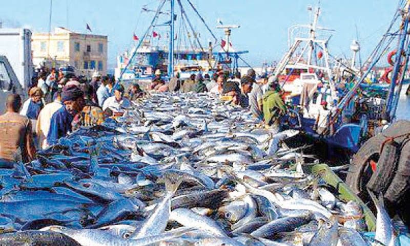 انخفاض كمية مفرغات الصيد البحري بميناء الناظور