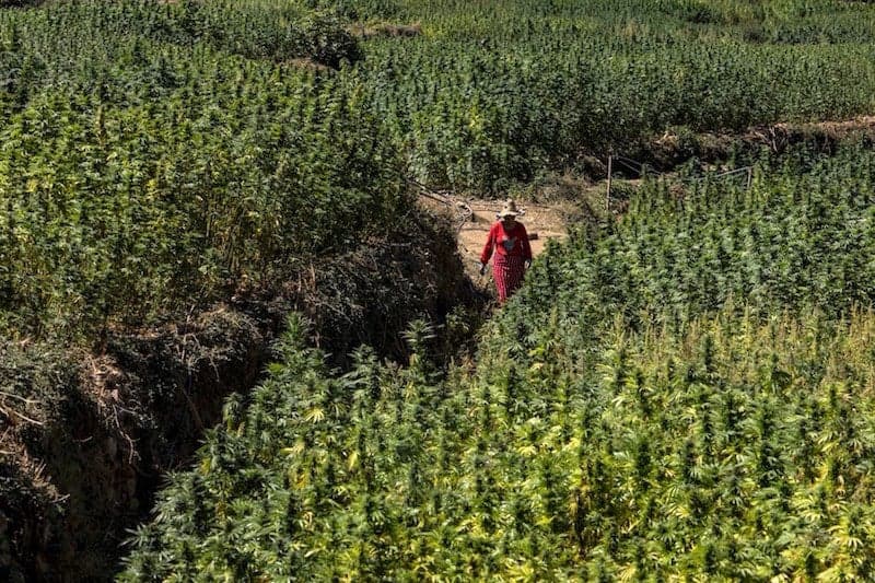 مبادرة اجتماعية.. الملك يعفو عن آلاف صغار المزارعين في قضايا "القنب الهندي"