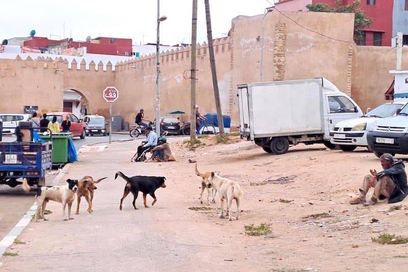 « الداخلية » تكثف جهود مكافحة انتشار الكلاب الضالة وتستعين بخبرات « باستور »