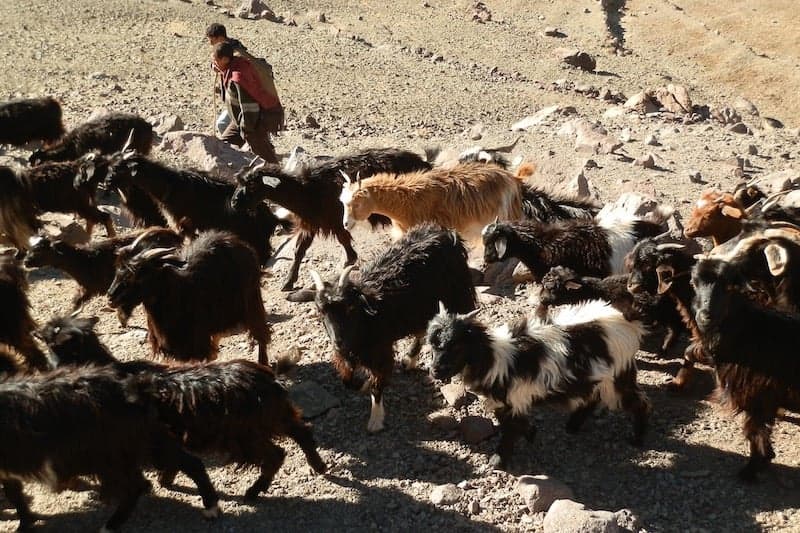 سوس تواصل رفض "الرعي الجائر"