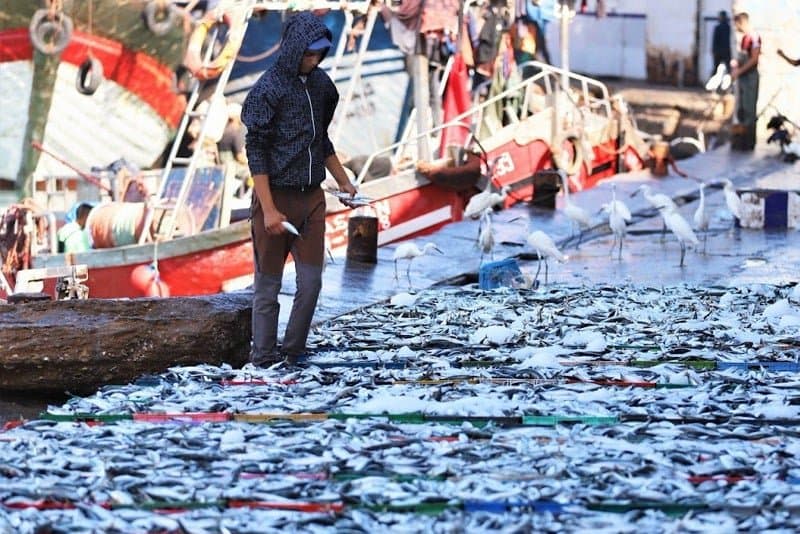 « كونفدرالية تجار السمك بالجملة » تعدد أسباب غلاء « سمك الفقراء » بالمغرب