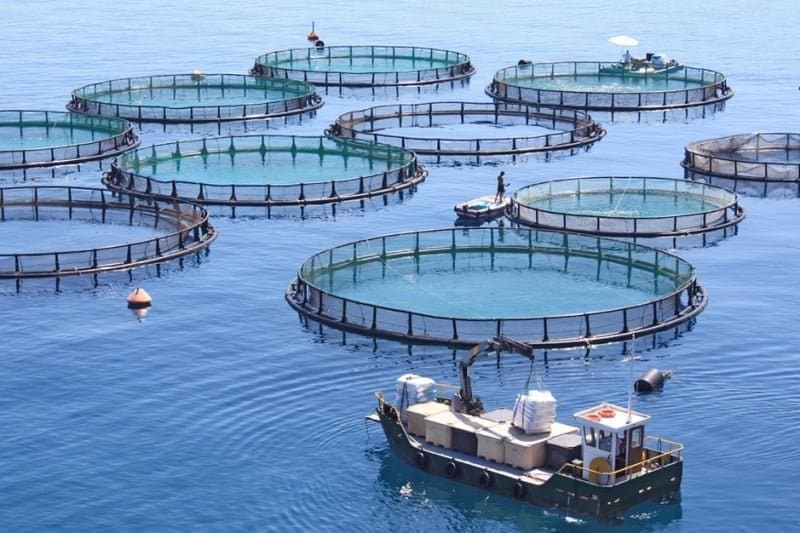 200 مزرعة استزراع مائي في المغرب لإنتاج 124,000 طن سنويًا