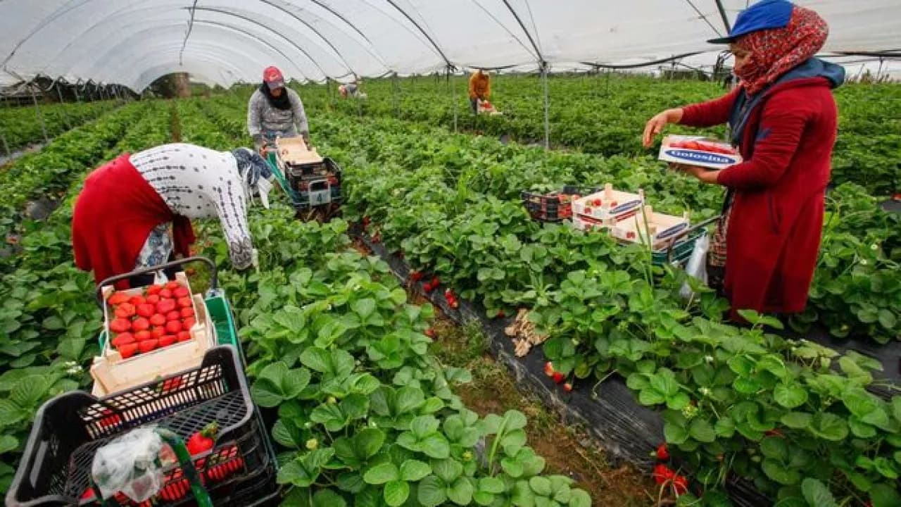 انطلاق عملية انتقال العاملات الموسميات إلى إسبانيا