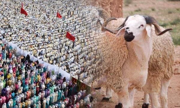 عيد الأضحى بدون نحر في المغرب.. المقاصد أولاً قبل الطقوس