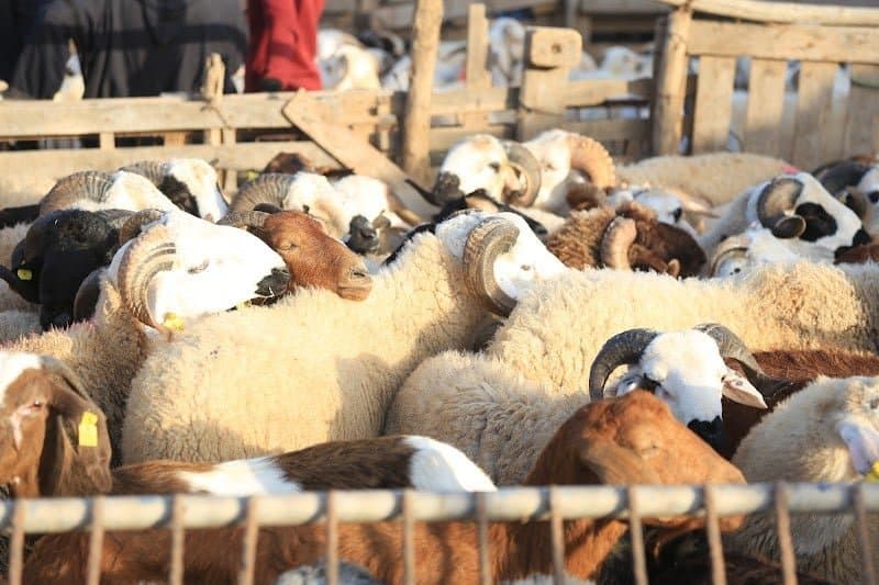 شائعة إغلاق أسواق المواشي تُربك "الكسّابة" .. ومصادر حكومية توضح