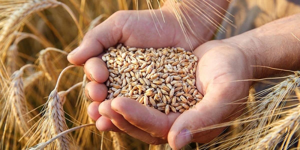 المغرب يمدد تعليق دعم استيراد القمح اللين