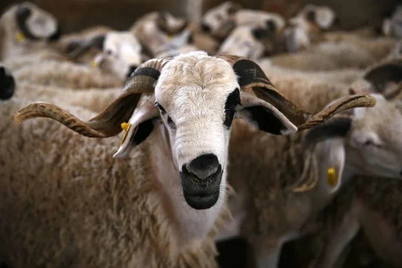 عيد الأضحى: ترتيبات خاصة بمجازر الدار البيضاء