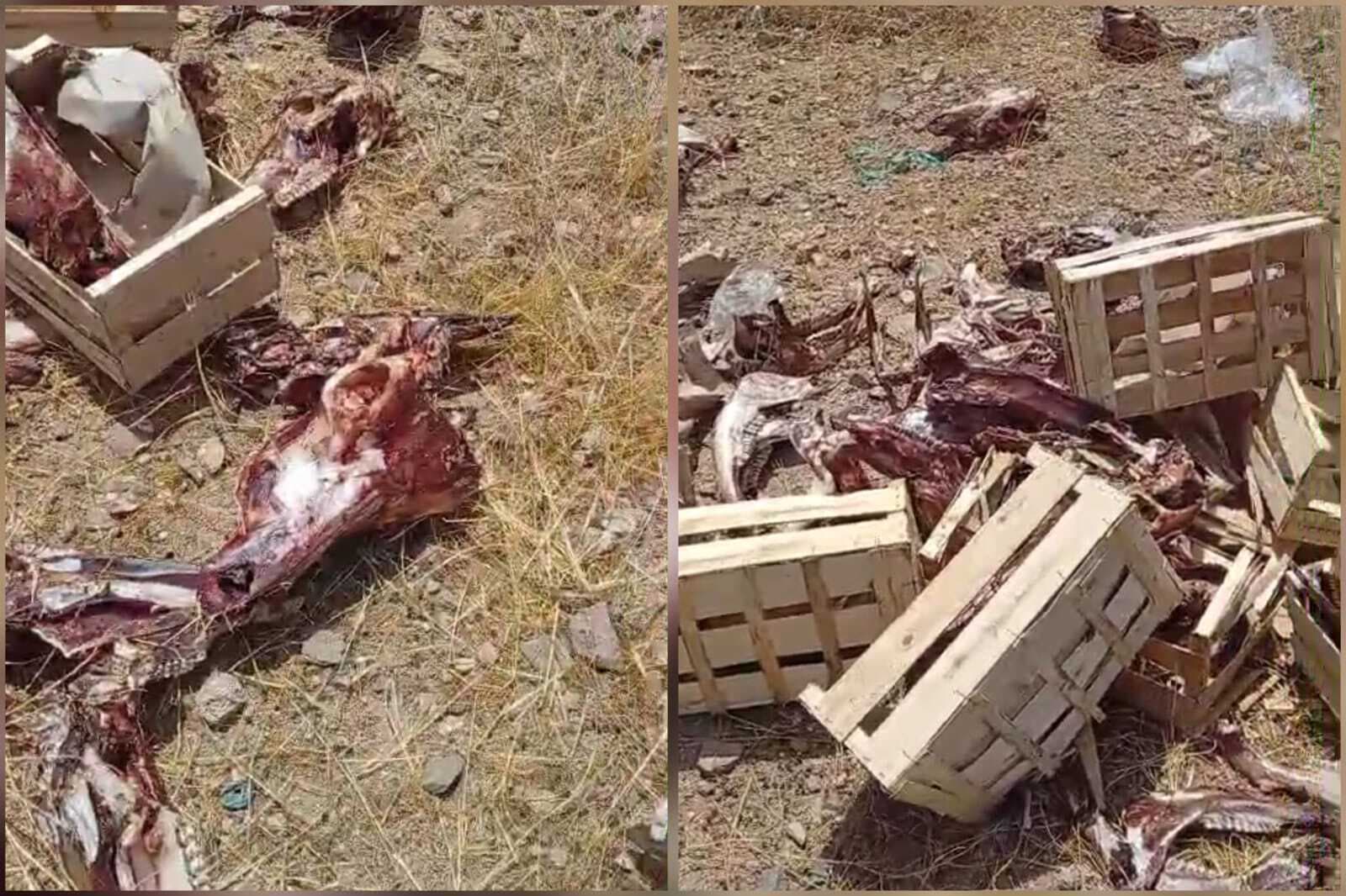 ضواحي مراكش: فيديو لبقايا حمير يثير مخاوف بشأن الذبيحة السرية