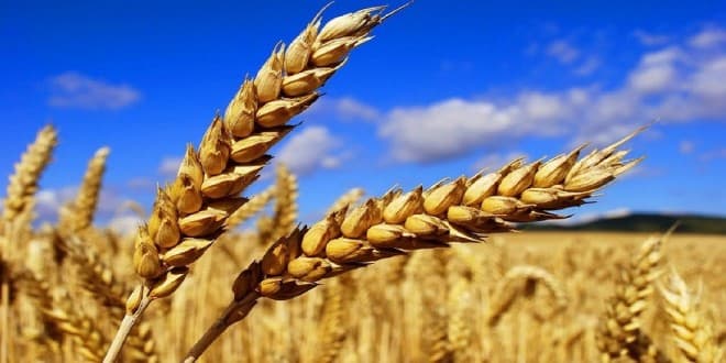 القمح الروسي: المغرب يستورد 30 ألف طن رغم تراجع صادرات موسكو