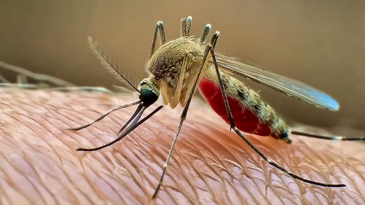 بلجيكا: فيروس غرب النيل يتسبب في وفاة شخصين