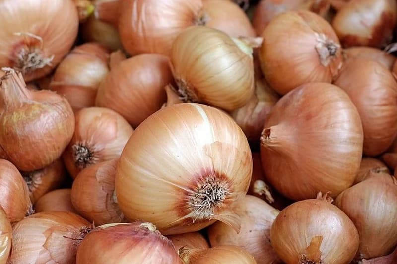 أكادير: البصل المستورد ينافس المحلي بقوة