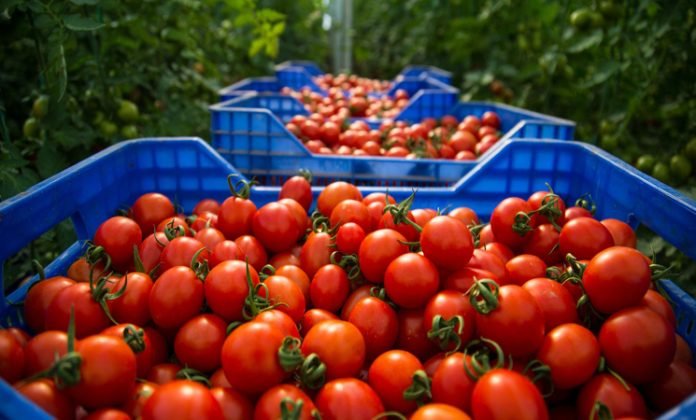 le-maroc-a-vendu-plus-de-tomates-a-lunion-europeenne-cette-annee