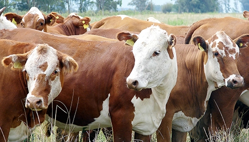vache