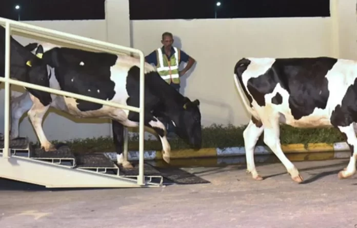 vache