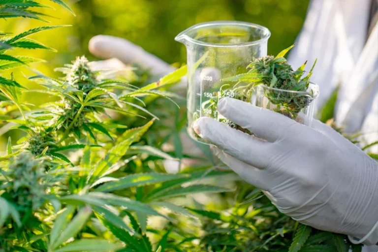 تسويق المنتوجات القانونية للقنب الهندي يقسم آراء الصيادلة في المغرب