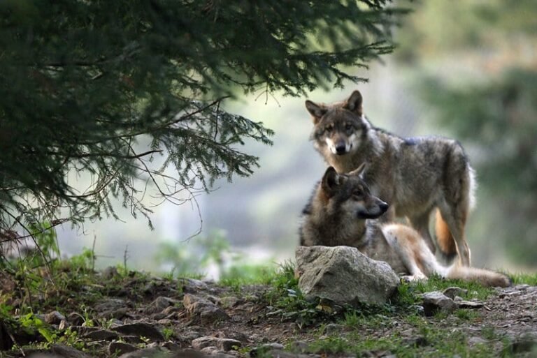 هجوم الذئاب يُدخل الرعب في نفوس ساكنة قروية بتاونات