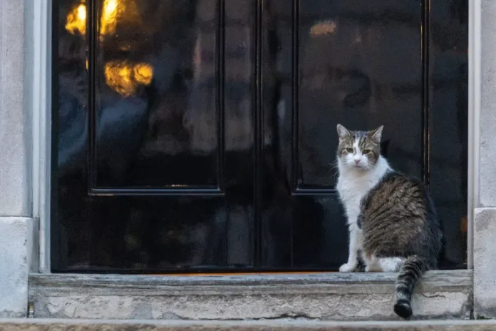 hgrالقط-لاري-1720199228