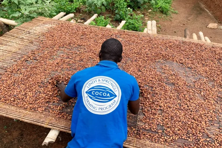 التهريب حيلة مزارعي الكاكاو في غانا أمام تدهور عملتهم