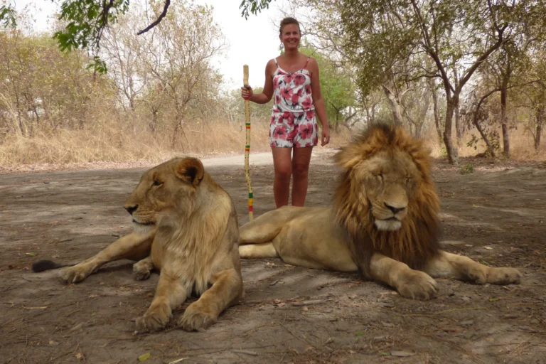 جنوب أفريقيا تحظر تربية الأسود في الأسر